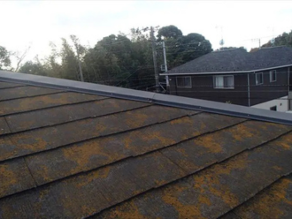 コロニアルに繁殖した苔